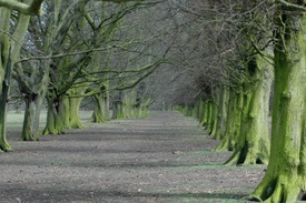 Johan de Roos, Via Arborum, 2006, C-print, 12 x 18", courtesy of the artist